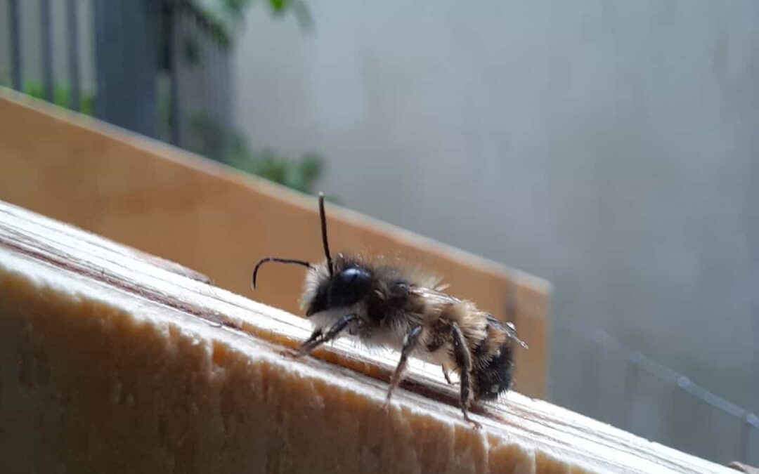 Wildbienen