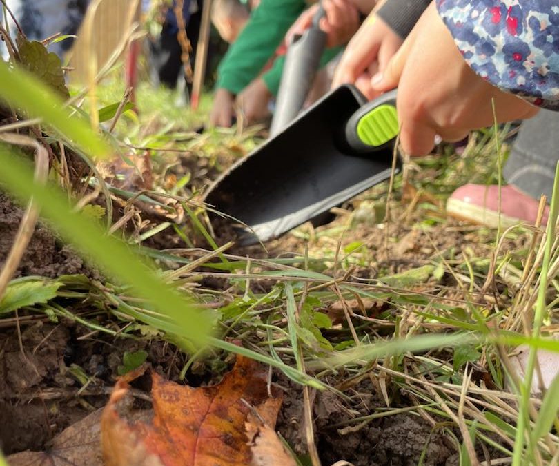 Aktion „einpflanzen“ im Schulgarten